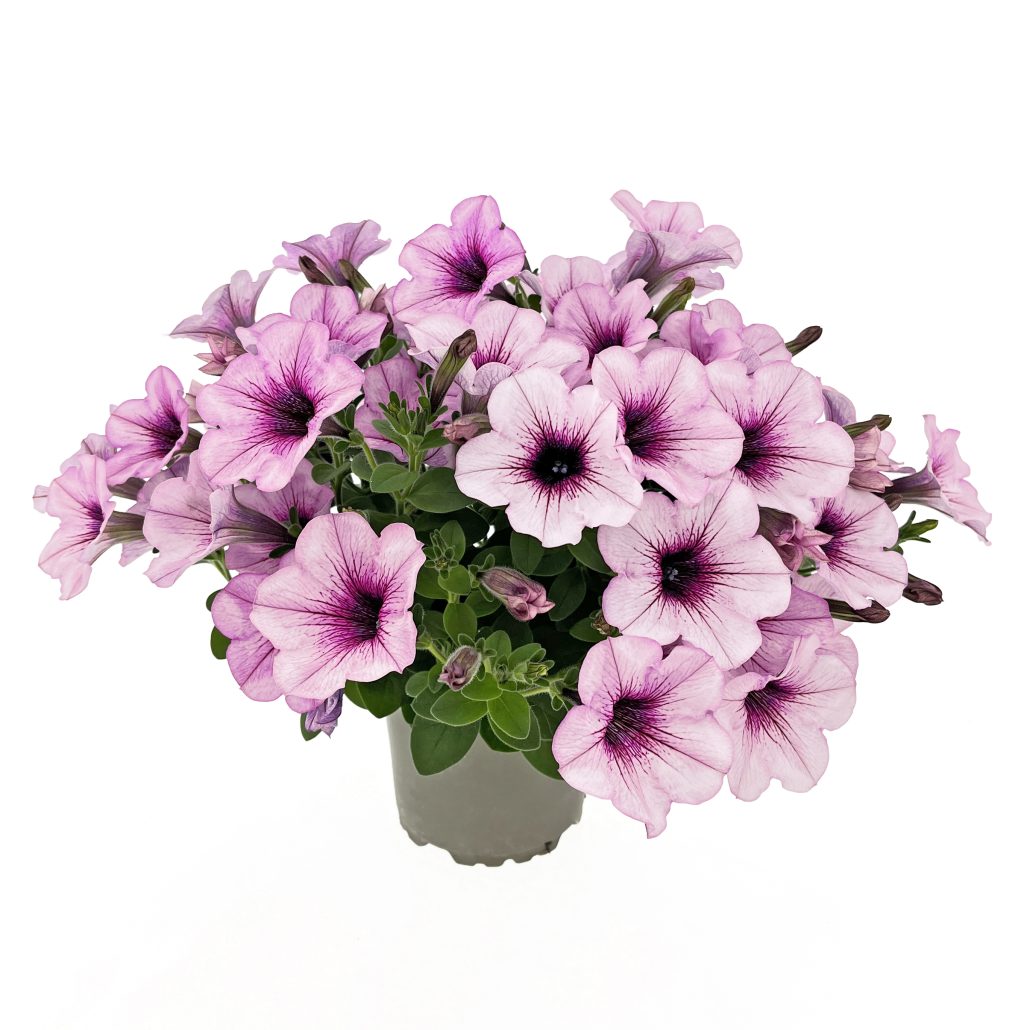 petunia-tea-upright-peony-vein-1-jpg