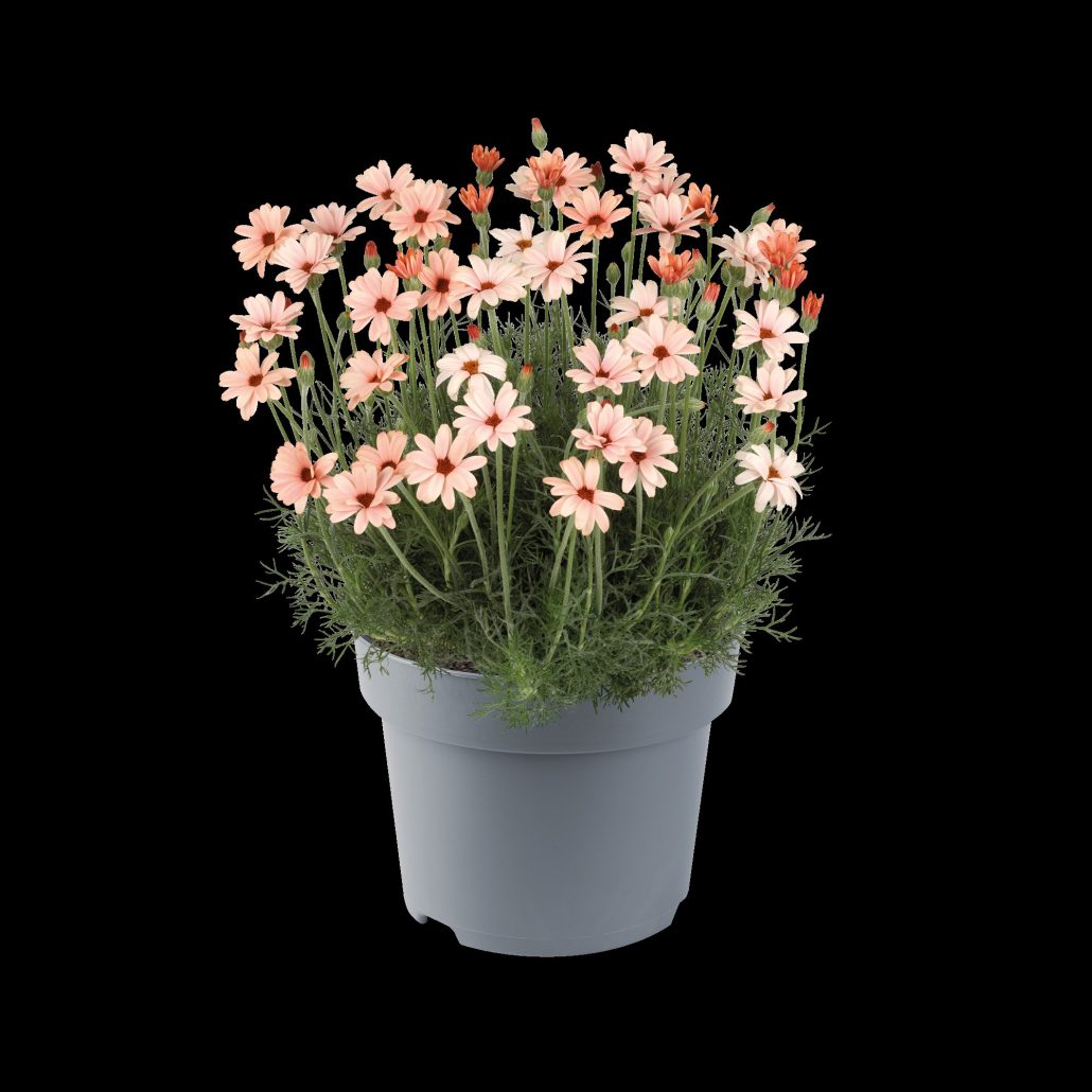 rhodanthemum-hosmariense-zagora-orange-jpg