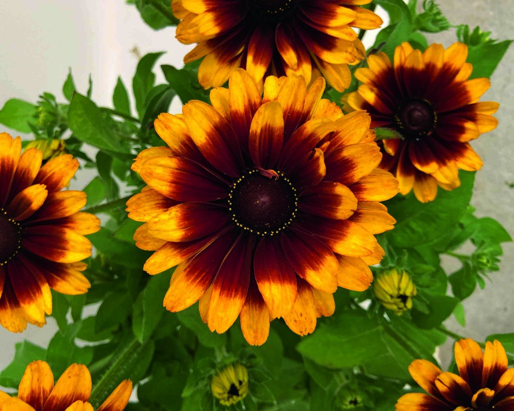 rudbeckia-golden-zen-suki-jpg